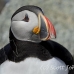 puffin_atlantic_msi_h_1577_can1198.jpg